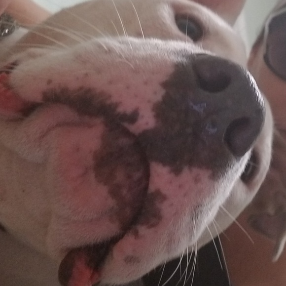 Meet your Posher, Francesca & Dani🐶 - Picture 3 of 9